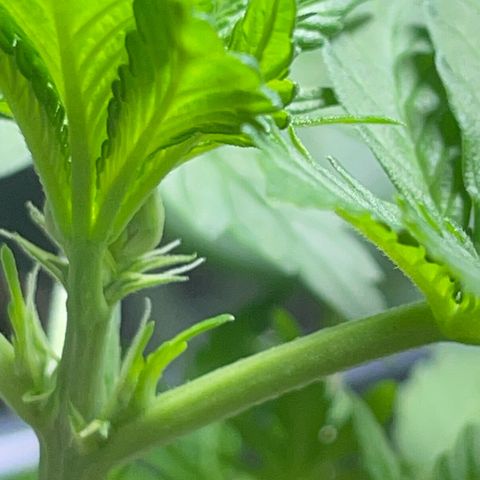 #1 Apple Fritter Auto  growlog photo: Ya se observan los primeros signos de floración, los pistilos blancos en las rama superiores. En poco saldrán pequeñas “bolitas”, y más adelante todo esto serán los preciados cogollos que tanto esperamos 🤞🏼