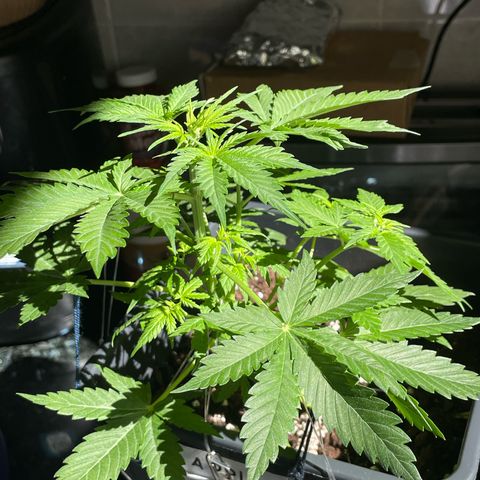 #2 Apple Fritter Auto  growlog timeline photo