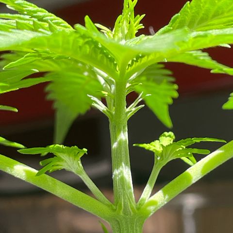 #2 Apple Fritter Auto  growlog photo: Los primeros pistilos de la planta 