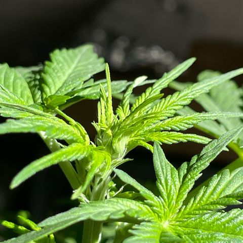 #2 Apple Fritter Auto  growlog photo: Los primeros pistilos de la planta 