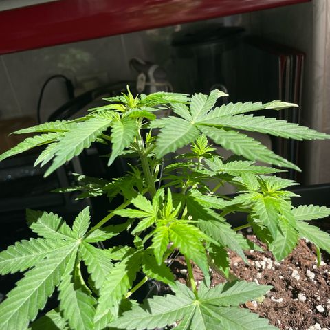 #1 Apple Fritter Auto  growlog timeline photo
