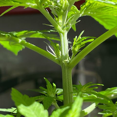#1 Apple Fritter Auto  growlog photo: Van creciendo nuevos pistilos en las ramas más nuevas de la planta. 