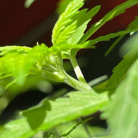 #1 Apple Fritter Auto  growlog photo: Van creciendo nuevos pistilos en las ramas más nuevas de la planta. 