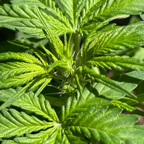 #1 Apple Fritter Auto  growlog photo: Van creciendo nuevos pistilos en las ramas más nuevas de la planta. 