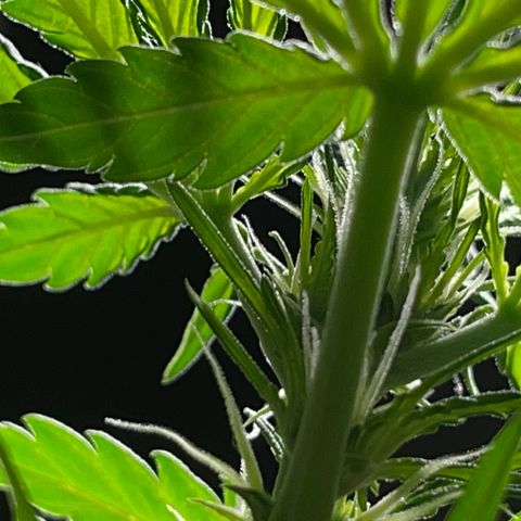#1 Apple Fritter Auto  growlog timeline photo