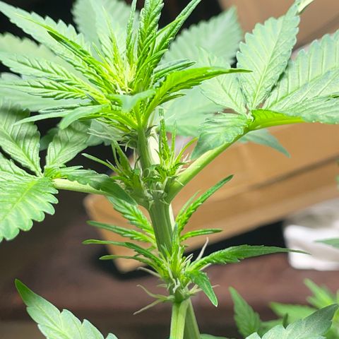#1 Apple Fritter Auto  growlog timeline photo