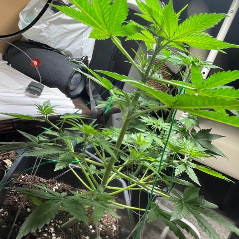 #1 Apple Fritter Auto  growlog timeline photo