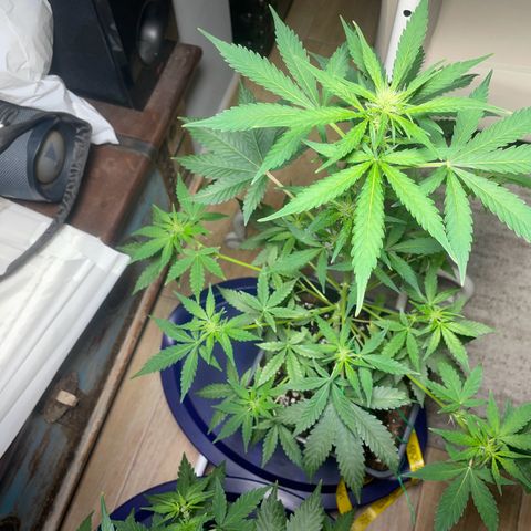 #1 Apple Fritter Auto  growlog photo: Resultado después de los cortes, esta recibió 2 cortes nada más y una ramita de abajo que no llegaba a recibir luz. 
