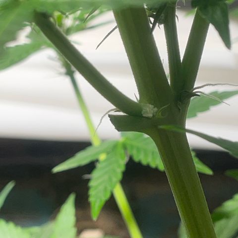 #1 Apple Fritter Auto  growlog photo: Resultado después de los cortes, esta recibió 2 cortes nada más y una ramita de abajo que no llegaba a recibir luz. 