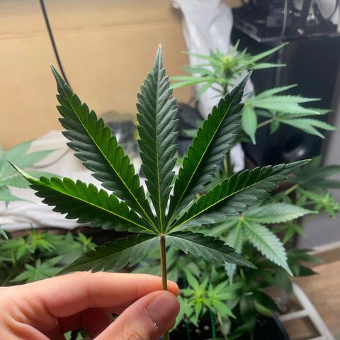 #1 Apple Fritter Auto  growlog photo: Resultado después de los cortes, esta recibió 2 cortes nada más y una ramita de abajo que no llegaba a recibir luz. 