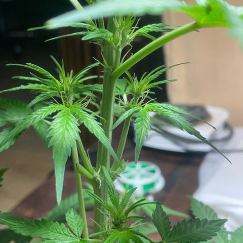 #2 Apple Fritter Auto  growlog photo: A esta la he quitado 4 hojas para hacer llegar más luz. Las justas para no estresarla mucho ya que están en floración. Esperamos su recuperación en unos 3 días.  
