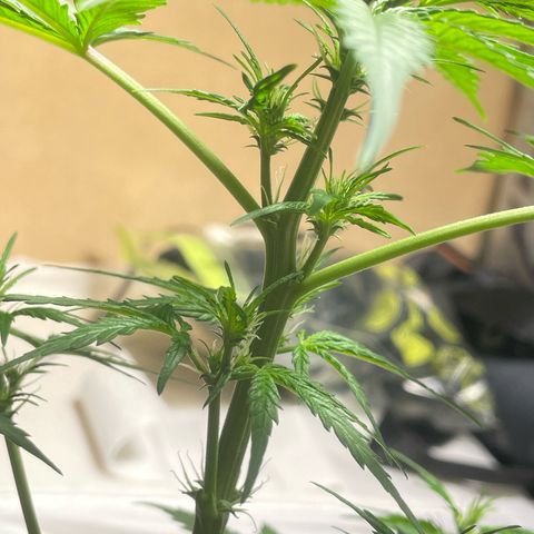 #2 Apple Fritter Auto  growlog photo: A esta la he quitado 4 hojas para hacer llegar más luz. Las justas para no estresarla mucho ya que están en floración. Esperamos su recuperación en unos 3 días.  