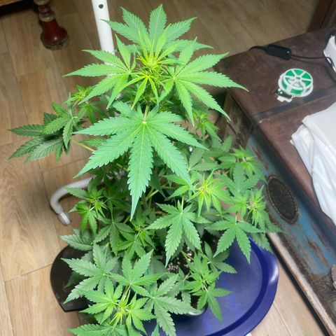 #2 Apple Fritter Auto  growlog photo: A esta la he quitado 4 hojas para hacer llegar más luz. Las justas para no estresarla mucho ya que están en floración. Esperamos su recuperación en unos 3 días.  