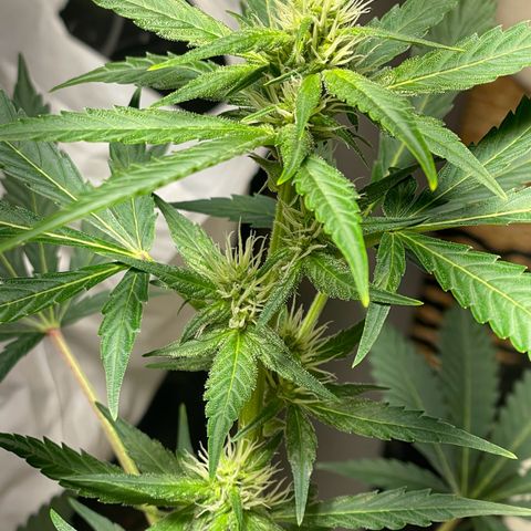#1 Apple Fritter Auto  growlog photo: La floración va a muy buen ritmo. Seguimos manteniendo 20-4 con el foco de jardín con luz cálida. La pequeña poda ha dado sus frutos. Aunque sea autofloreciente fue bajo el estrés y como mecanismo de defensa ha producido mucha más resina y ahora manda esa energía de las hojas a los cogollos. Todas las puntas reciben luz y parecen engordar al mismo ritmo. Con suerte conseguiremos varias puntas de un tamaño decente. Ya ha alcanzado los 60-63 cm. Como no redujo mucho el lst el tamaño supongo que seguirá creciendo en base a las especificaciones de la Apple fritter. 