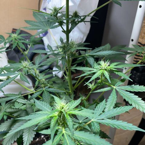 #1 Apple Fritter Auto  growlog photo: La floración va a muy buen ritmo. Seguimos manteniendo 20-4 con el foco de jardín con luz cálida. La pequeña poda ha dado sus frutos. Aunque sea autofloreciente fue bajo el estrés y como mecanismo de defensa ha producido mucha más resina y ahora manda esa energía de las hojas a los cogollos. Todas las puntas reciben luz y parecen engordar al mismo ritmo. Con suerte conseguiremos varias puntas de un tamaño decente. Ya ha alcanzado los 60-63 cm. Como no redujo mucho el lst el tamaño supongo que seguirá creciendo en base a las especificaciones de la Apple fritter. 