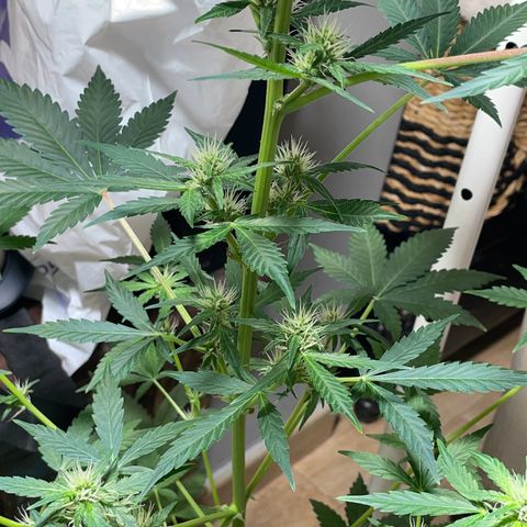 #1 Apple Fritter Auto  growlog photo: La floración va a muy buen ritmo. Seguimos manteniendo 20-4 con el foco de jardín con luz cálida. La pequeña poda ha dado sus frutos. Aunque sea autofloreciente fue bajo el estrés y como mecanismo de defensa ha producido mucha más resina y ahora manda esa energía de las hojas a los cogollos. Todas las puntas reciben luz y parecen engordar al mismo ritmo. Con suerte conseguiremos varias puntas de un tamaño decente. Ya ha alcanzado los 60-63 cm. Como no redujo mucho el lst el tamaño supongo que seguirá creciendo en base a las especificaciones de la Apple fritter. 