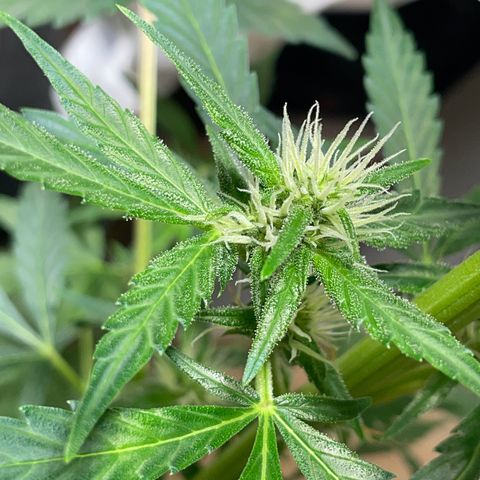 #1 Apple Fritter Auto  growlog photo: La floración va a muy buen ritmo. Seguimos manteniendo 20-4 con el foco de jardín con luz cálida. La pequeña poda ha dado sus frutos. Aunque sea autofloreciente fue bajo el estrés y como mecanismo de defensa ha producido mucha más resina y ahora manda esa energía de las hojas a los cogollos. Todas las puntas reciben luz y parecen engordar al mismo ritmo. Con suerte conseguiremos varias puntas de un tamaño decente. Ya ha alcanzado los 60-63 cm. Como no redujo mucho el lst el tamaño supongo que seguirá creciendo en base a las especificaciones de la Apple fritter. 