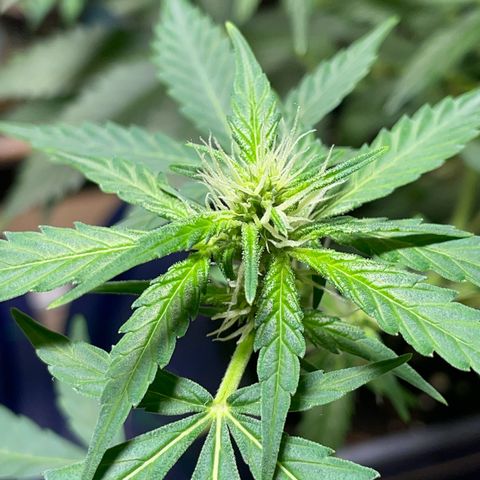 #1 Apple Fritter Auto  growlog photo: La floración va a muy buen ritmo. Seguimos manteniendo 20-4 con el foco de jardín con luz cálida. La pequeña poda ha dado sus frutos. Aunque sea autofloreciente fue bajo el estrés y como mecanismo de defensa ha producido mucha más resina y ahora manda esa energía de las hojas a los cogollos. Todas las puntas reciben luz y parecen engordar al mismo ritmo. Con suerte conseguiremos varias puntas de un tamaño decente. Ya ha alcanzado los 60-63 cm. Como no redujo mucho el lst el tamaño supongo que seguirá creciendo en base a las especificaciones de la Apple fritter. 