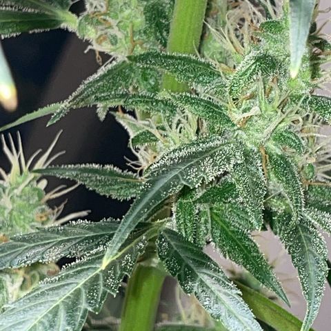 #1 Apple Fritter Auto  growlog photo: La floración va bastante bien, se nota que han empezado a engordar los cogollos y a generar terpenos responsables del aroma. Las flores parecen fuertes y compactas. 