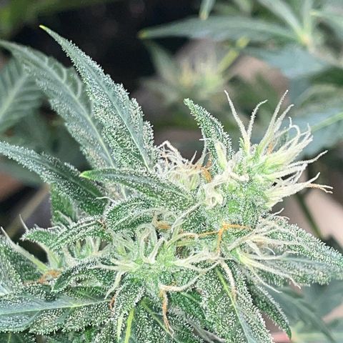 #1 Apple Fritter Auto  growlog photo: La floración va bastante bien, se nota que han empezado a engordar los cogollos y a generar terpenos responsables del aroma. Las flores parecen fuertes y compactas. 