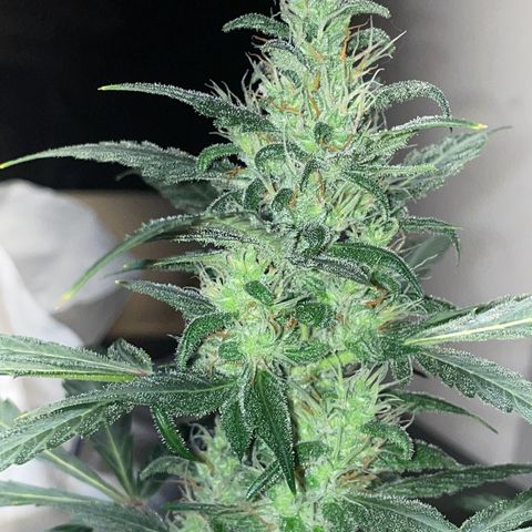 #1 Apple Fritter Auto  growlog photo: La floración va bastante bien, se nota que han empezado a engordar los cogollos y a generar terpenos responsables del aroma. Las flores parecen fuertes y compactas. 