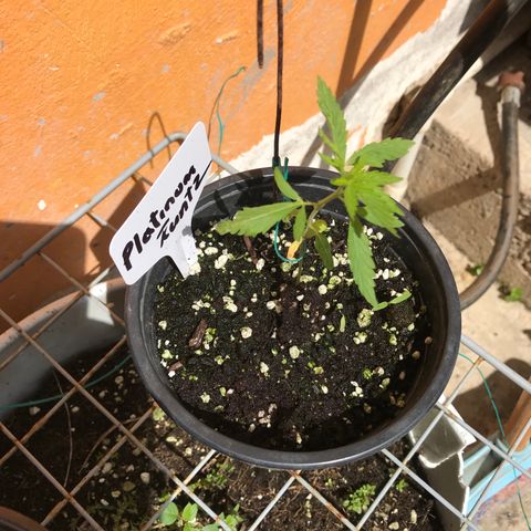 Platinum runtz  growlog timeline photo