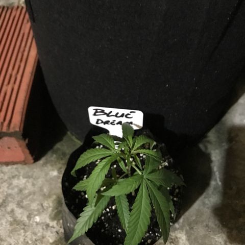Blue Dream growlog timeline photo