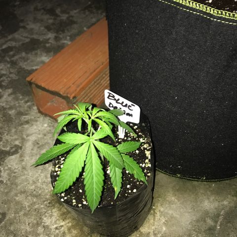 Blue Dream growlog timeline photo