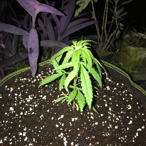 Platinum runtz  growlog timeline photo
