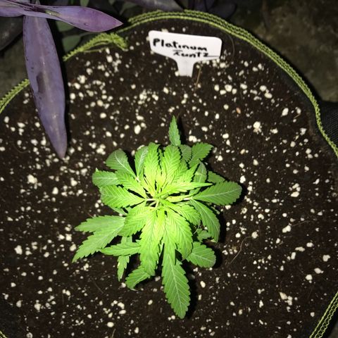Platinum runtz  growlog timeline photo