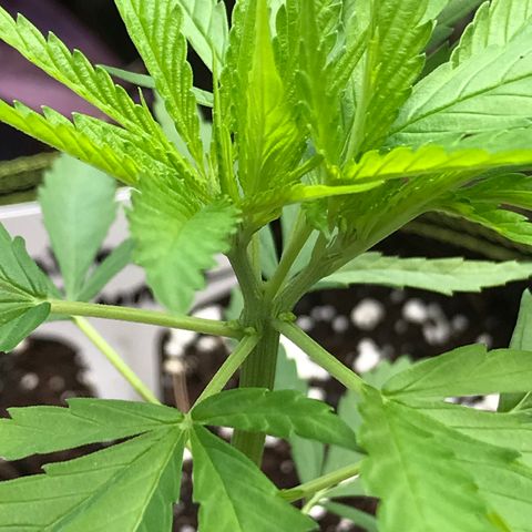 Platinum runtz  growlog timeline photo