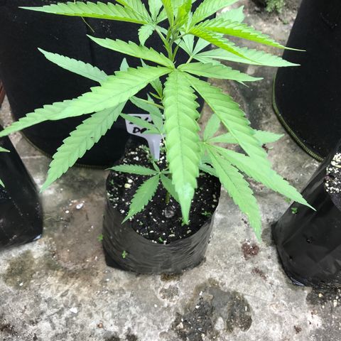 Blue Dream growlog timeline photo