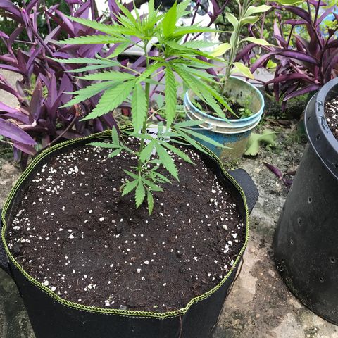Platinum runtz  growlog timeline photo