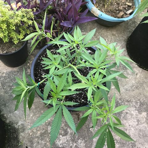 Blue Dream growlog timeline photo