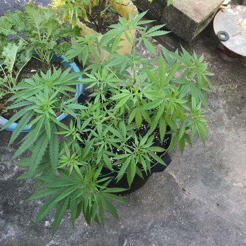 Platinum runtz  growlog timeline photo