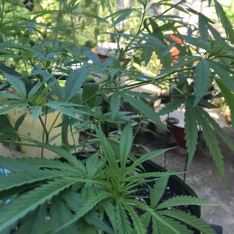 Platinum runtz  growlog timeline photo