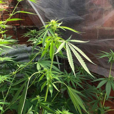 Platinum runtz  growlog timeline photo