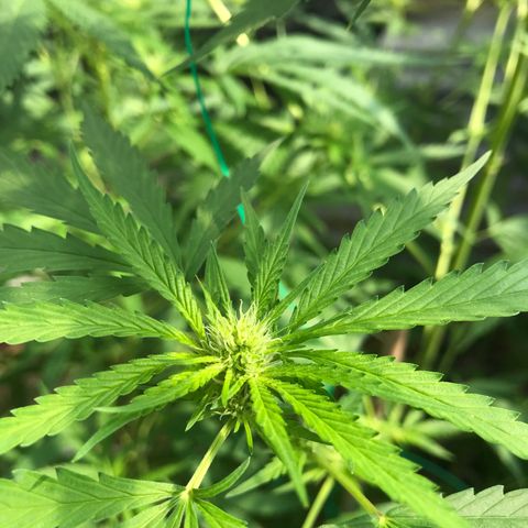 Platinum runtz  growlog timeline photo