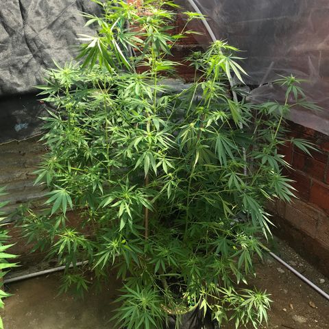 Platinum runtz  growlog timeline photo