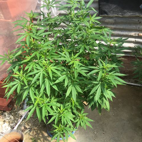 Blue Dream growlog timeline photo