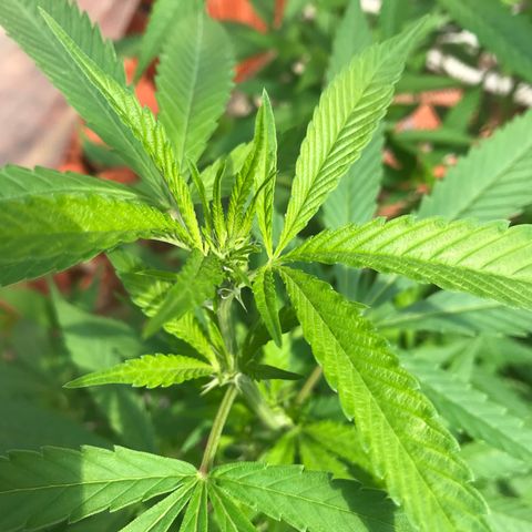 Blue Dream growlog timeline photo