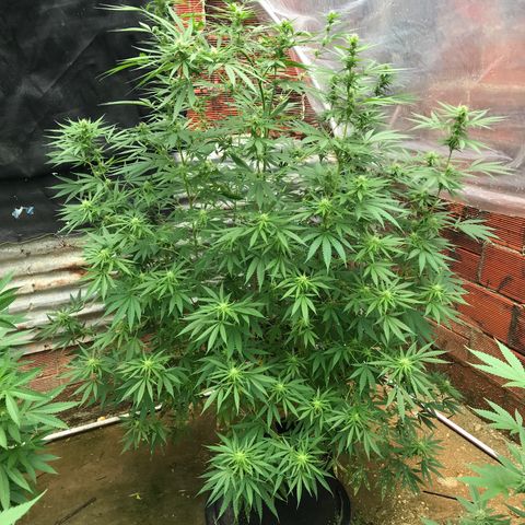Platinum runtz  growlog timeline photo
