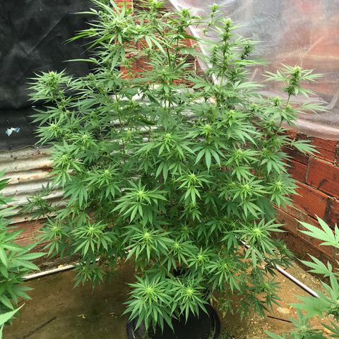 Platinum runtz  growlog timeline photo