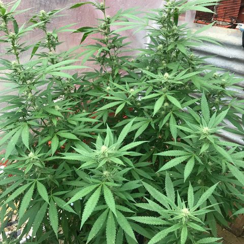 Blue Dream growlog timeline photo