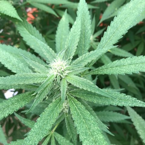 Blue Dream growlog timeline photo