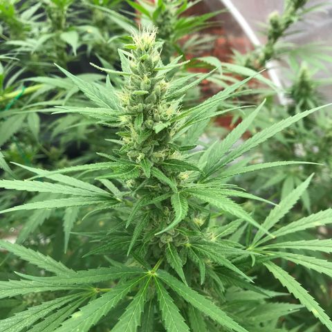 Platinum runtz  growlog timeline photo