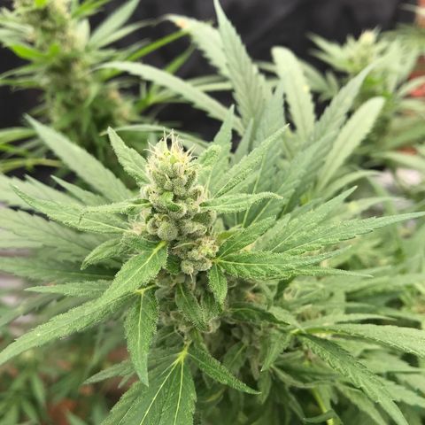 Platinum runtz  growlog timeline photo