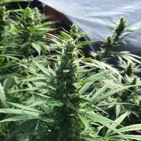 Platinum runtz  growlog timeline photo