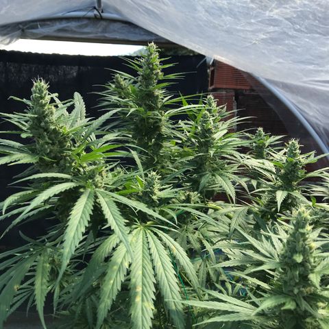 Platinum runtz  growlog timeline photo