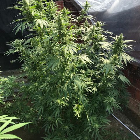 Platinum runtz  growlog timeline photo